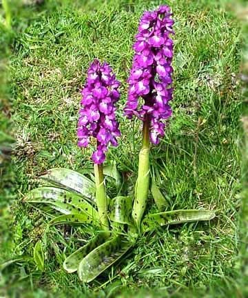 orchis mascula